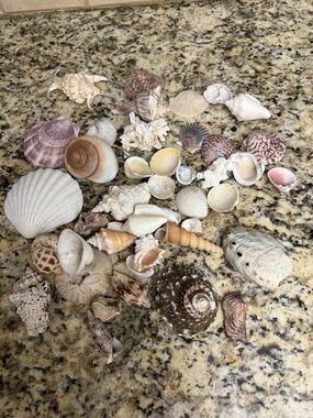 Mixed Natural Seashell Collection - Neutral Tones